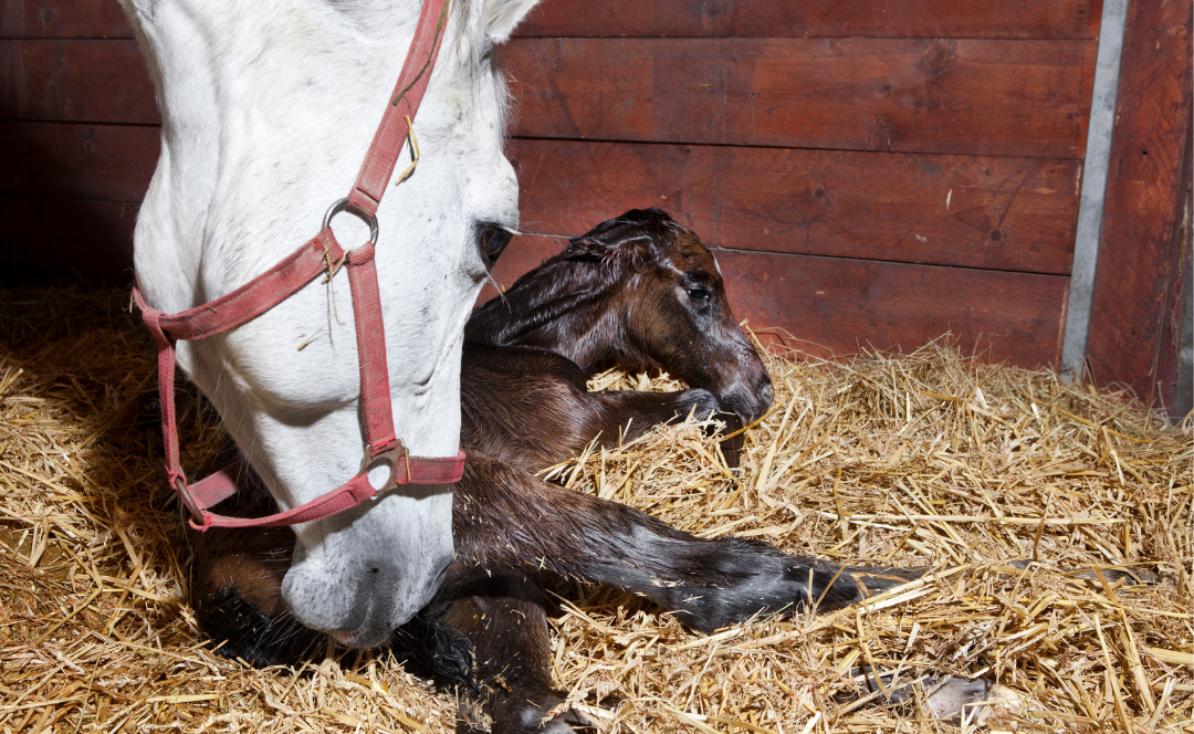 53 Most Random Horse Facts That Will Surprise You (2023)